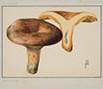 Ribot collection (Mushrooms of Catalonia drawn by Josep Ribot i Calpe)