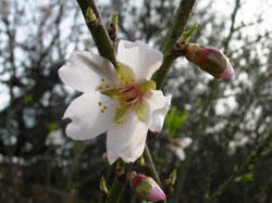 una flor d'ametllet